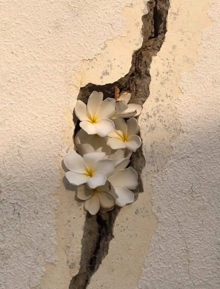 ดอกลีลาวดีบานออกมาจากรอยร้าวบนผนังปูน