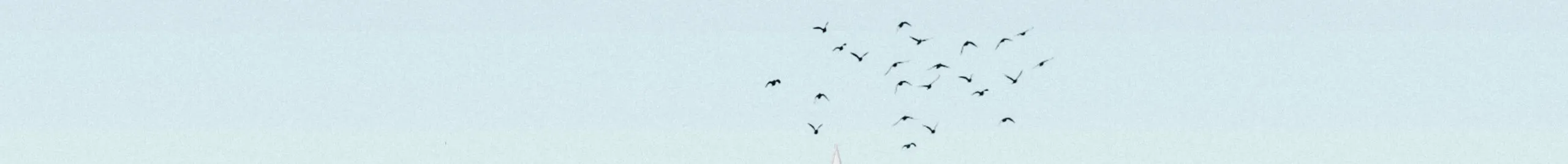 Birds flying across a pale sky.