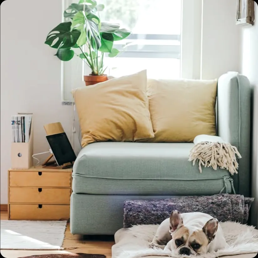 A French bulldog on a rug beside a sage sofa with yellow cushions.