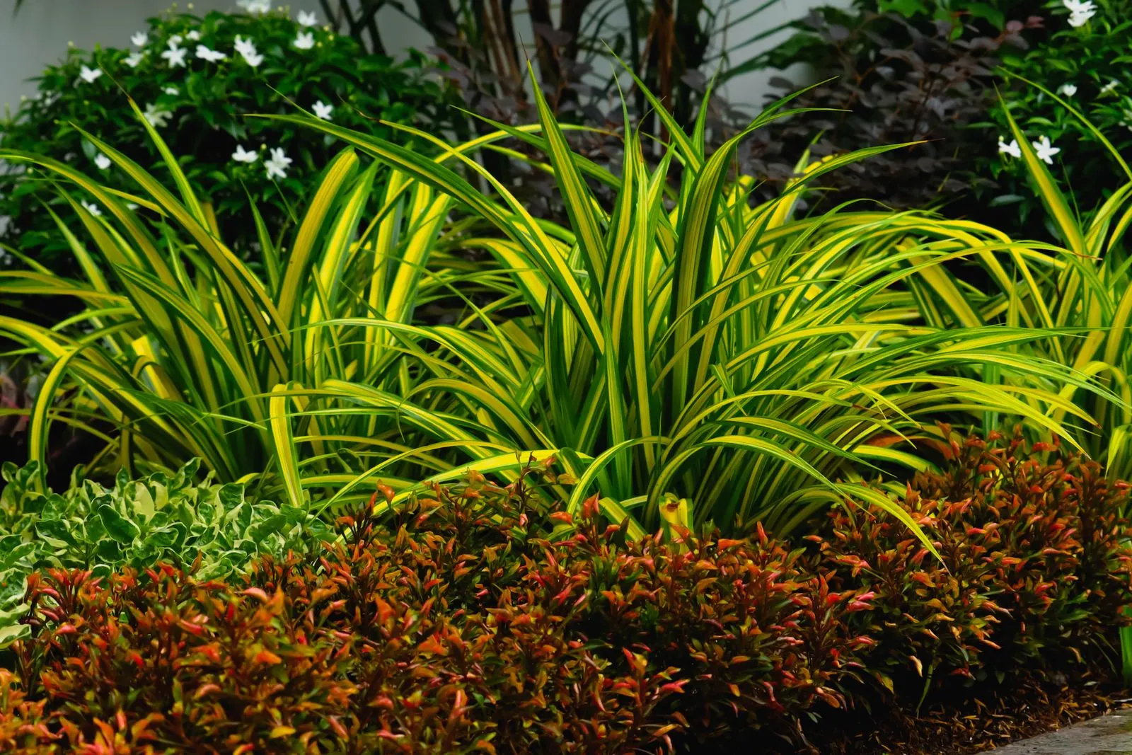 A maintained garden bed of the same kind, planted and edged.