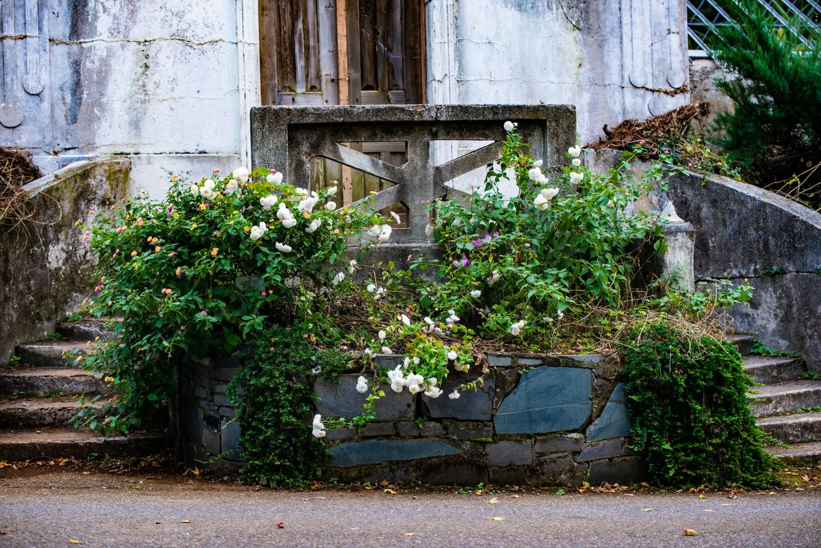 An overgrown garden bed, undergrowth closed over the planting.