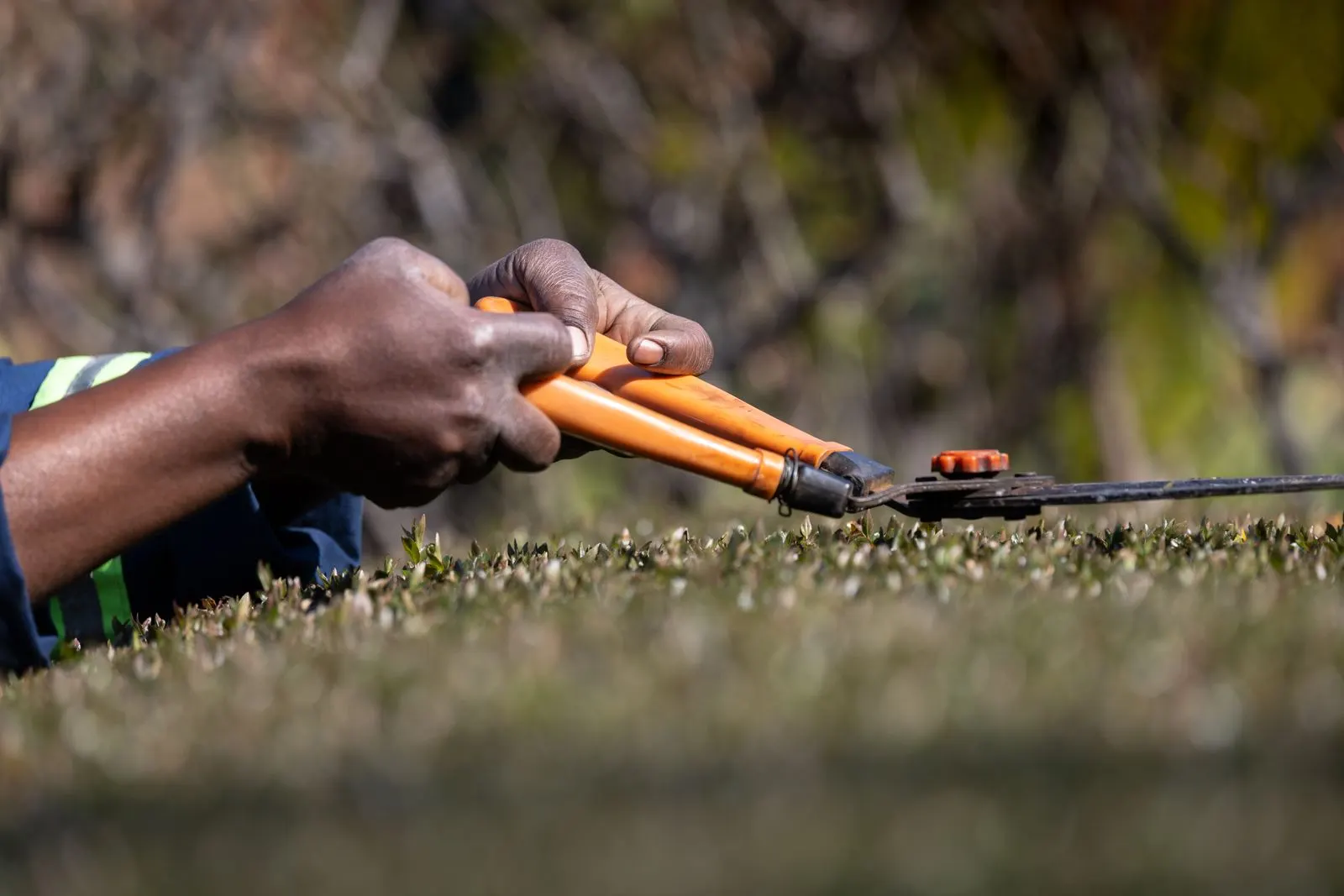 A close view of pruning in a tropical garden, cut stems held in a gloved hand.