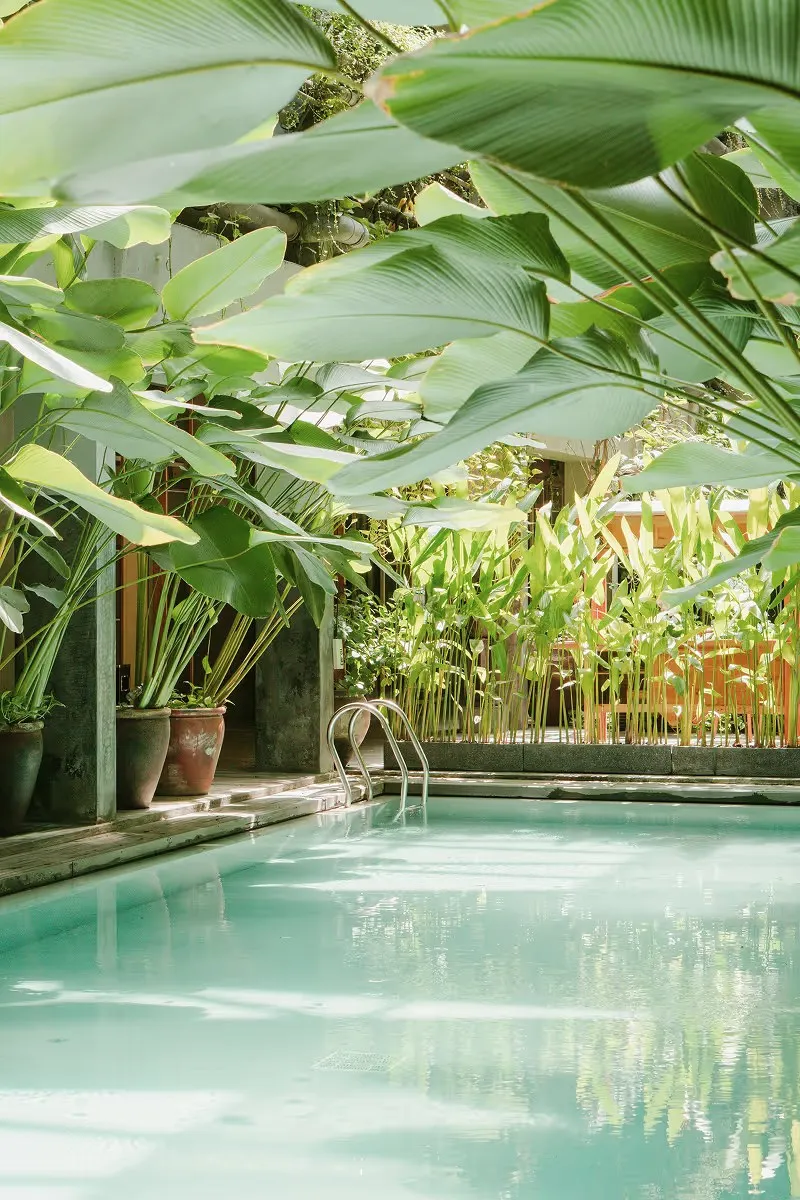 A pool among large tropical leaves and potted plants.