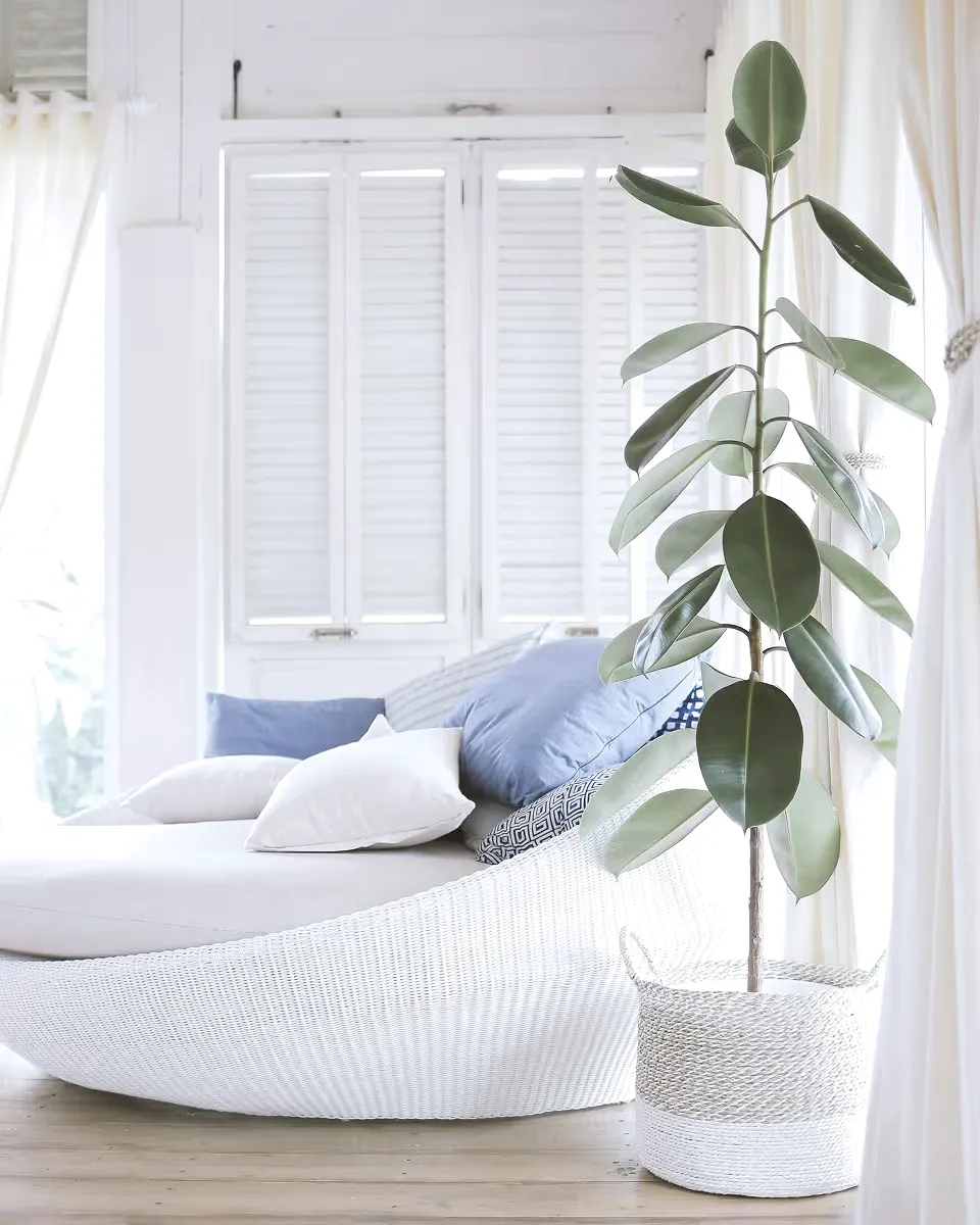 A tall plant in a woven basket beside a white wicker daybed.