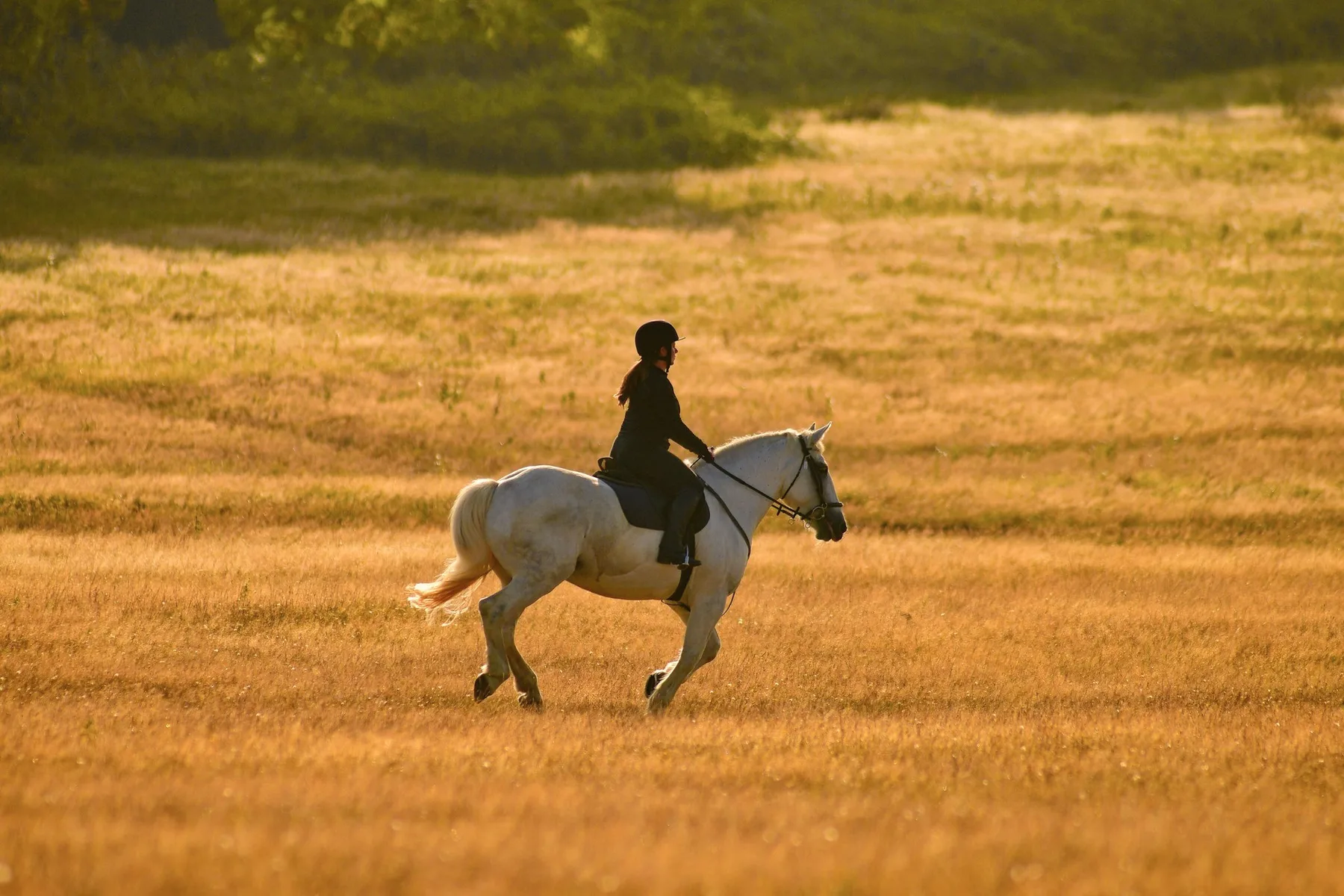 A rider on a white horse crossing a golden field.
