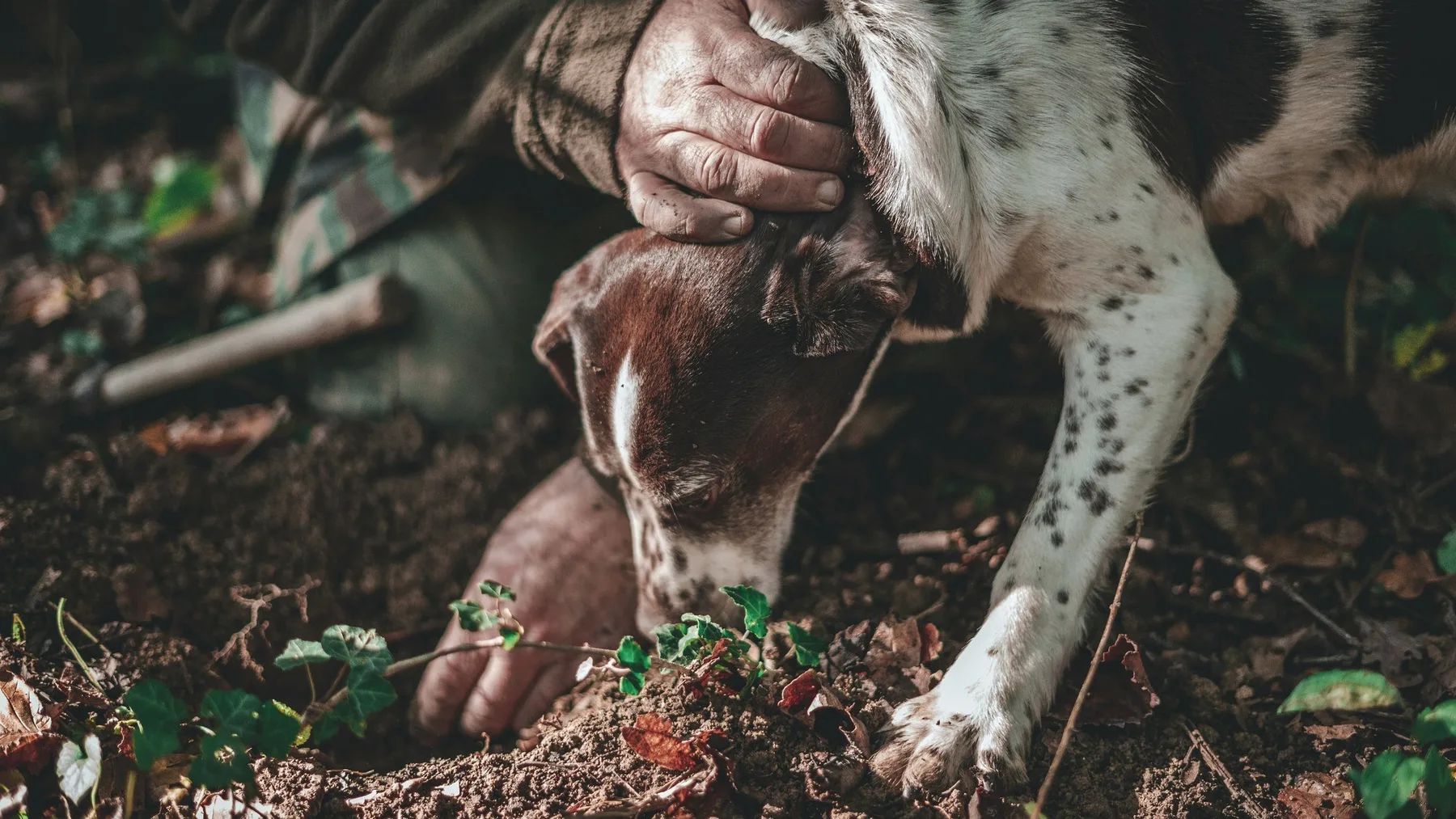 A dog's paws and a hand digging in forest soil.