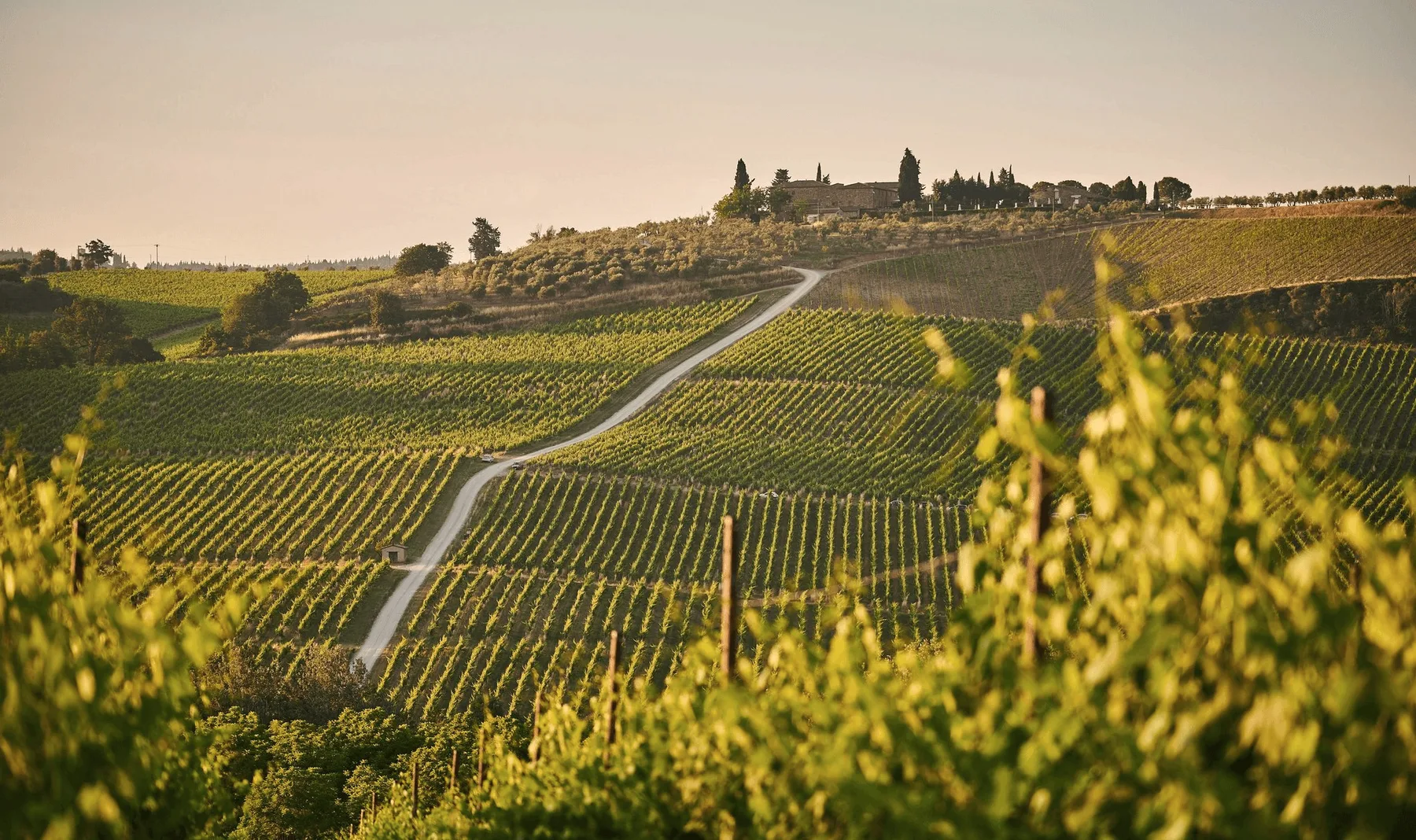 Vineyard rows on rolling hills at golden hour.