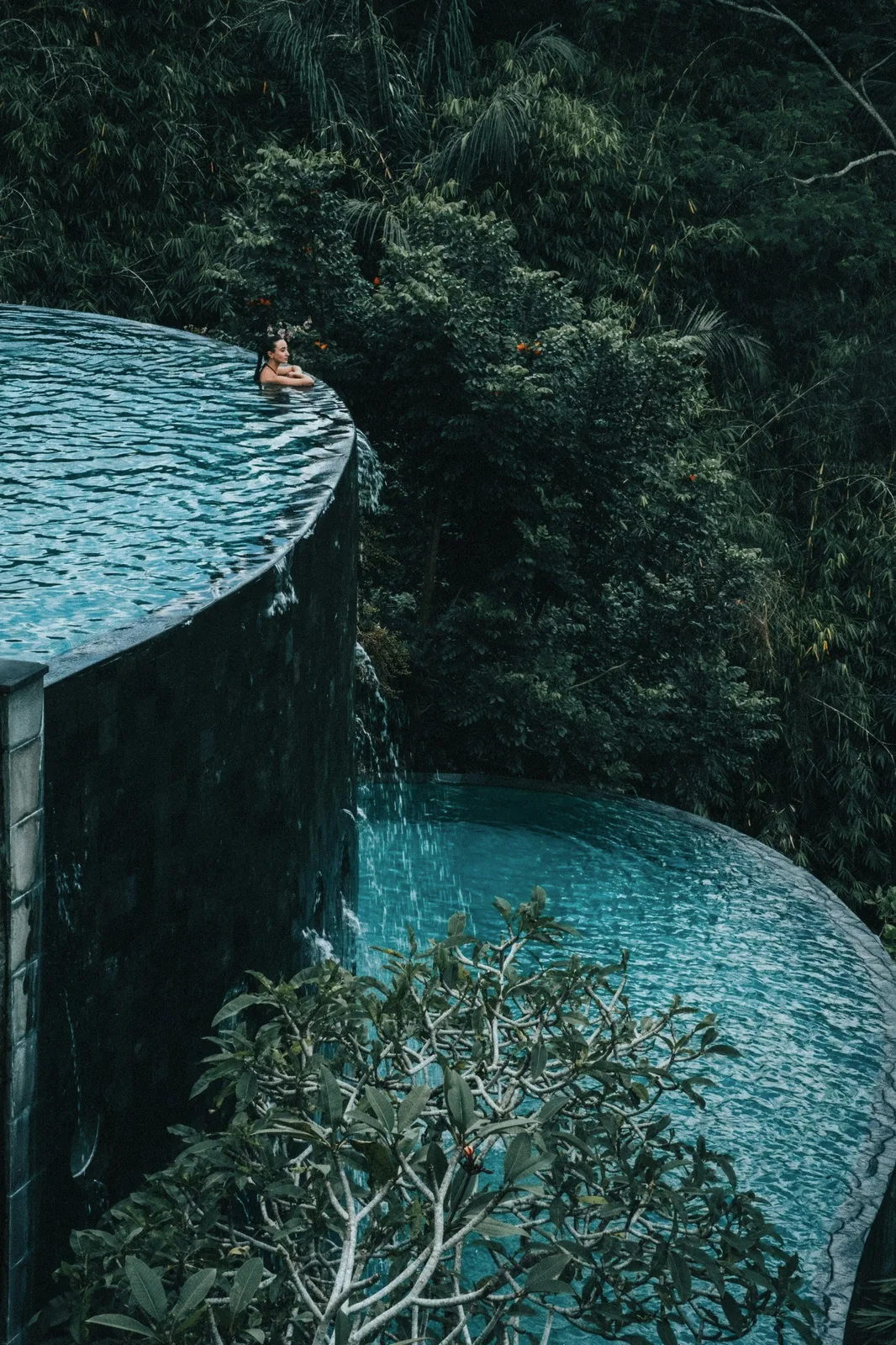 A curved pool edge above a jungle canopy.