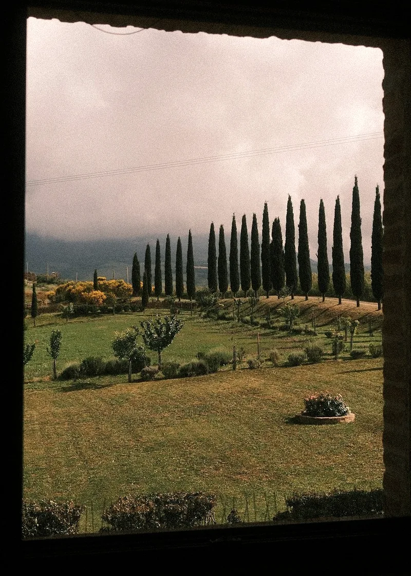 A row of cypress trees seen through an old window.